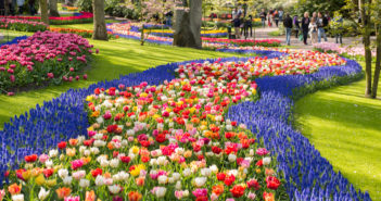 Blomstercruise på Rhinen